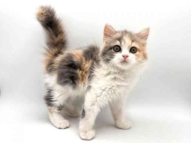 奈良県のサイベリアン (ひごペットフレンドリー田原本店/2025年9月20日生まれ/女の子/ダイリュートキャリコ)の子猫の2枚目の画像