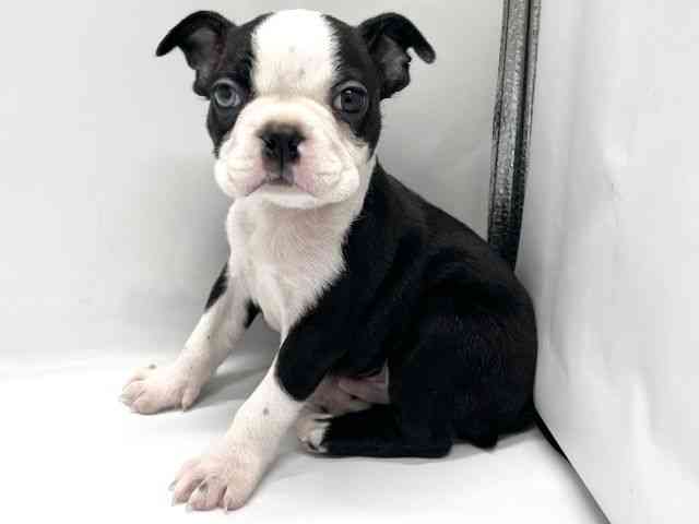 京都府のボストンテリア (ひごペットフレンドリー京都店/2025年9月20日生まれ/男の子/ボストンカラー)の子犬の2枚目の画像