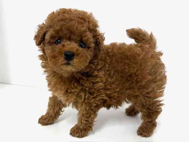 大阪府のトイプードル(トイ) (ひごペットフレンドリーベルファⅡ都島店/2025年9月19日生まれ/男の子/レッド)の子犬の2枚目の画像