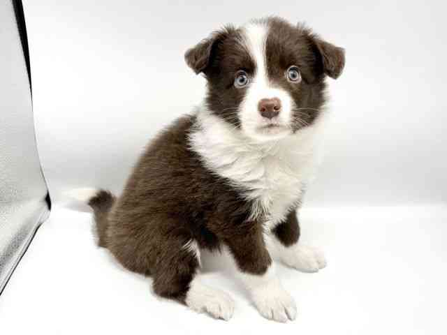 大阪府のボーダーコリー (ひごペットフレンドリーイオンタウン豊中庄内店/2025年9月20日生まれ/男の子/チョコレートホワイト)の子犬の2枚目の画像