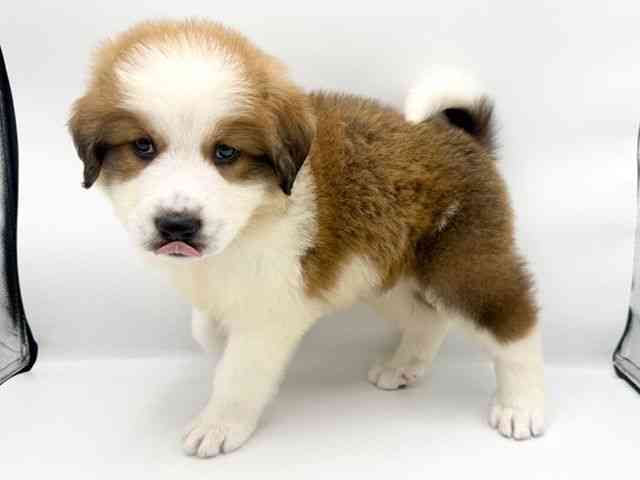 大阪府のハーフ犬・ミックス犬 (ひごペットフレンドリーららぽーとEXPOCITY店/2025年9月20日生まれ/男の子/レッドホワイト)の子犬の2枚目の画像