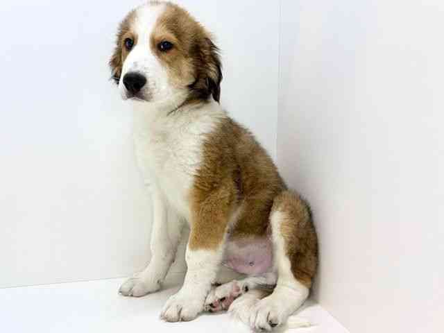 大阪府のハーフ犬・ミックス犬 (ひごペットフレンドリーいこらもーる泉佐野店/2025年9月20日生まれ/男の子/レッドホワイト)の子犬の2枚目の画像