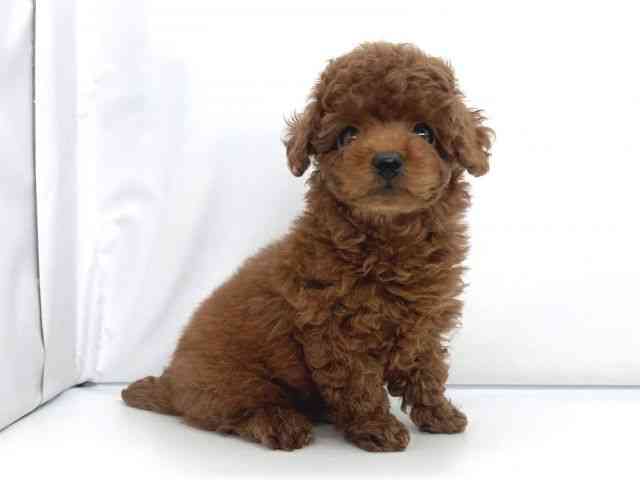 兵庫県のトイプードル(トイ) (ひごペットフレンドリーイオンタウン加古川店/2025年9月20日生まれ/男の子/レッド)の子犬の2枚目の画像