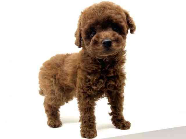 兵庫県のトイプードル(トイ) (ひごペットフレンドリーブルメールHAT神戸店/2025年9月20日生まれ/男の子/レッド)の子犬の2枚目の画像