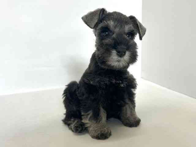 大阪府のミニチュアシュナウザー (ひごペットフレンドリーアクロスプラザ住之江店/2025年9月20日生まれ/男の子/ソルトペッパー)の子犬の2枚目の画像