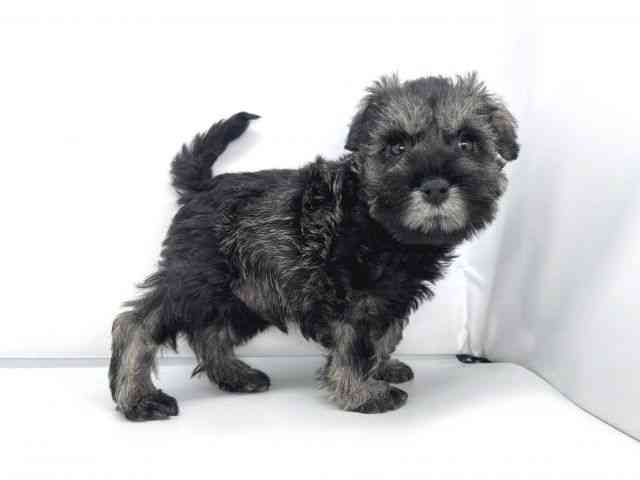 兵庫県のミニチュアシュナウザー (ひごペットフレンドリーイオンタウン加古川店/2025年9月20日生まれ/男の子/ソルトペッパー)の子犬の2枚目の画像