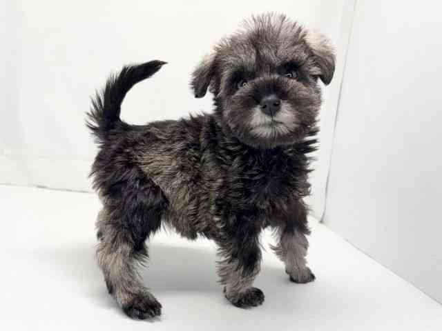 京都府のミニチュアシュナウザー (ひごペットフレンドリー洛北阪急スクエア店/2025年9月20日生まれ/女の子/ソルトペッパー)の子犬の2枚目の画像