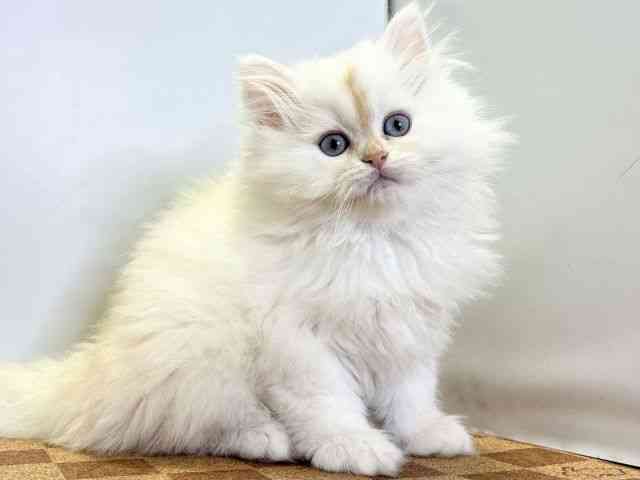 愛媛県のサイベリアン (ひごペットフレンドリーエミフルMASAKI店/2025年9月19日生まれ/男の子/クリームタビーホワイト)の子猫の2枚目の画像