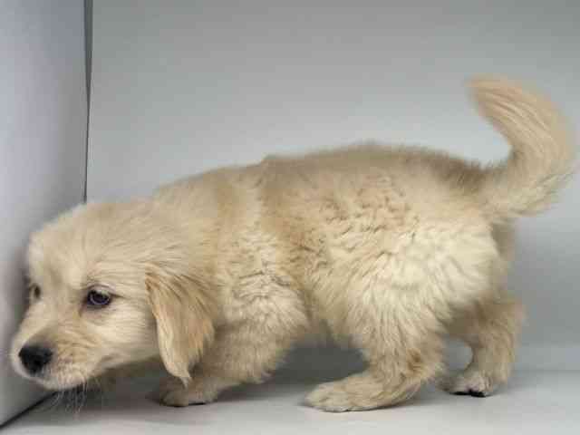 徳島県のゴールデンレトリバー (ひごペットフレンドリーゆめタウン徳島店/2025年9月20日生まれ/女の子/ゴールデン)の子犬の2枚目の画像