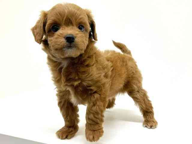 兵庫県のチワプー/プーチー(チワワ×プードル) (ひごペットフレンドリーブルメールHAT神戸店/2025年9月20日生まれ/男の子/レッド)の子犬の2枚目の画像