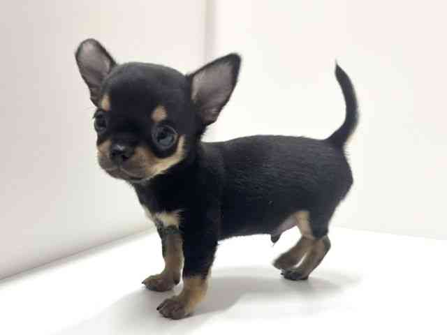 愛知県のチワワ(スムース) (ひごペットフレンドリーららぽーと名古屋みなとアクルス店/2025年9月20日生まれ/男の子/ブラックタン)の子犬の2枚目の画像