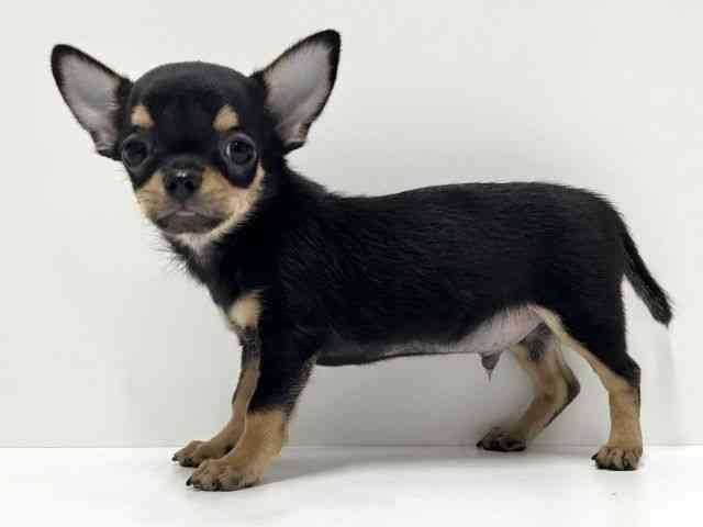 愛知県のチワワ(スムース) (ひごペットフレンドリーららぽーと名古屋みなとアクルス店/2025年9月20日生まれ/男の子/ブラックタン)の子犬の2枚目の画像