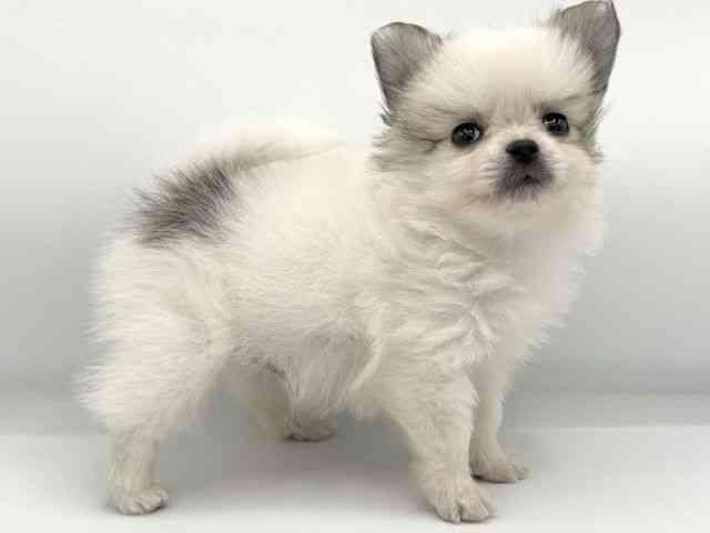 大阪府のポメチワ/チワポメ/ポメチー(ポメラニアン×チワワ) (ひごペットフレンドリーららぽーとEXPOCITY店/2025年9月19日生まれ/男の子/パーティーカラー)の子犬の2枚目の画像