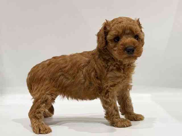 愛知県のトイプードル(トイ) (ひごペットフレンドリーヴィアモール アピタ江南西店/2025年9月20日生まれ/女の子/レッド)の子犬の2枚目の画像