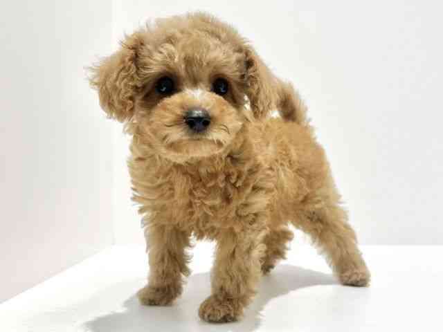 大阪府のトイプードル(トイ) (ひごペットフレンドリーイオン高槻店/2025年9月20日生まれ/女の子/レッド)の子犬の2枚目の画像