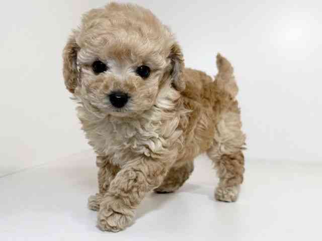 兵庫県のトイプードル(トイ) (ひごペットフレンドリーイトーヨーカドー明石店/2025年9月17日生まれ/男の子/アプリコット)の子犬の2枚目の画像