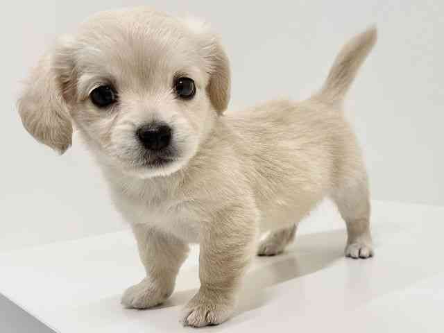 奈良県のチワックス(チワワ×ダックス) (ひごペットフレンドリーイオンモール橿原ウエスト・ビレッジ店/2025年9月16日生まれ/女の子/イエロー)の子犬の2枚目の画像