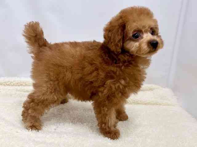 広島県のトイプードル(トイ) (ひごペットフレンドリーゆめタウン廿日市店/2025年9月16日生まれ/女の子/レッド)の子犬の2枚目の画像