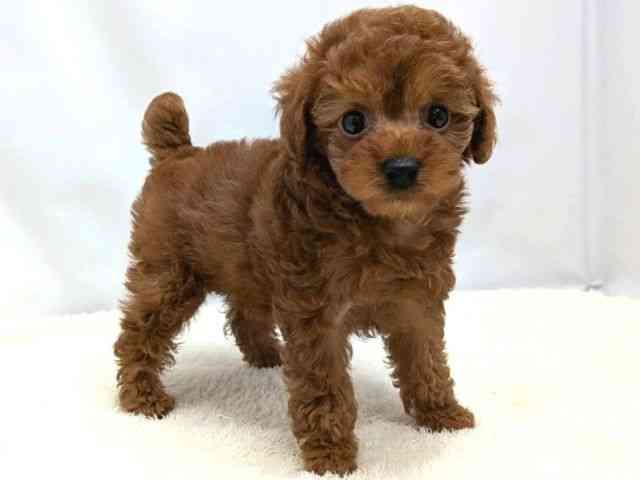 広島県のトイプードル(トイ) (ひごペットフレンドリーゆめタウン廿日市店/2025年9月16日生まれ/女の子/レッド)の子犬の2枚目の画像