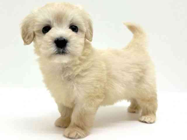 兵庫県のポメプー(ポメラニアン×プードル) (ひごペットフレンドリーブルメールHAT神戸店/2025年9月20日生まれ/女の子/クリーム)の子犬の2枚目の画像