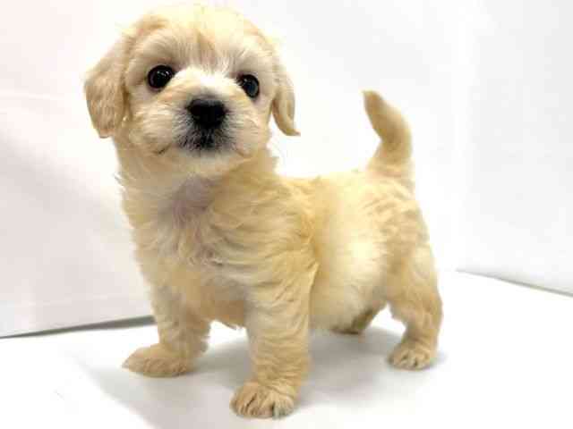 広島県のポメプー(ポメラニアン×プードル) (ひごペットフレンドリーフジグラン神辺店/2025年9月20日生まれ/男の子/クリーム)の子犬の2枚目の画像