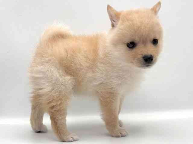 愛知県のポメ柴/豆ポメ/ポメ豆柴(ポメラニアン×柴犬) (ひごペットフレンドリープライムツリー赤池店/2025年9月19日生まれ/男の子/ホワイト)の子犬の2枚目の画像