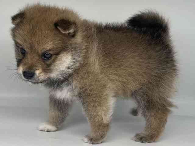 徳島県のポメ柴/豆ポメ/ポメ豆柴(ポメラニアン×柴犬) (ひごペットフレンドリーゆめタウン徳島店/2025年9月19日生まれ/男の子/レッド)の子犬の2枚目の画像