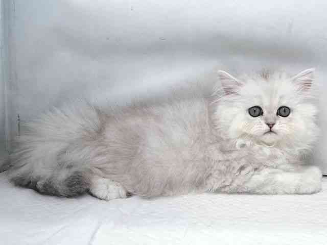 大阪府のペルシャ (ひごペットフレンドリー堺プラットプラット店/2025年9月20日生まれ/女の子/チンチラシルバー)の子猫の2枚目の画像