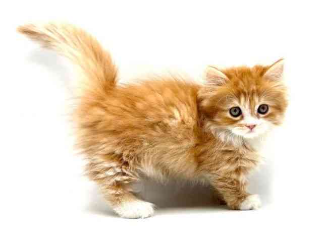 大阪府のミヌエット (ひごペットフレンドリーみのおキューズモール店/2025年9月17日生まれ/女の子/レッドタビーホワイト)の子猫の2枚目の画像