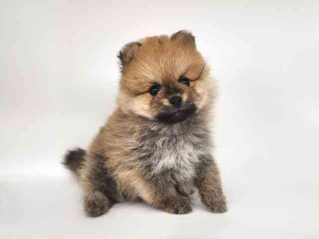 大阪府のポメラニアン (ひごペットフレンドリー泉ヶ丘店/2025年9月20日生まれ/男の子/オレンジ)の子犬の2枚目の画像