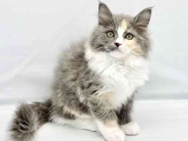 大阪府のサイベリアン (ひごペットフレンドリーイトーヨーカドー津久野店/2025年9月21日生まれ/女の子/ダイリュートキャリコ)の子猫の2枚目の画像