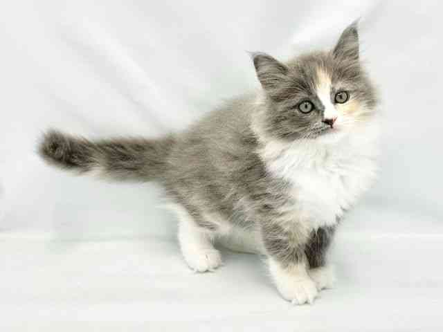 大阪府のサイベリアン (ひごペットフレンドリーイトーヨーカドー津久野店/2025年9月21日生まれ/女の子/ダイリュートキャリコ)の子猫の2枚目の画像