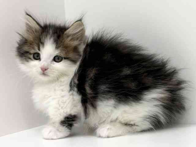 大阪府のミヌエット (ひごペットフレンドリーくずはモール店/2025年9月18日生まれ/男の子/ブラウンタビーホワイト)の子猫の2枚目の画像