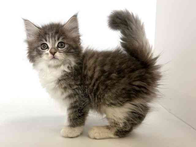 大阪府のラガマフィン (ひごペットフレンドリーアクロスプラザ住之江店/2025年9月21日生まれ/男の子/ブルータビーホワイト)の子猫の2枚目の画像