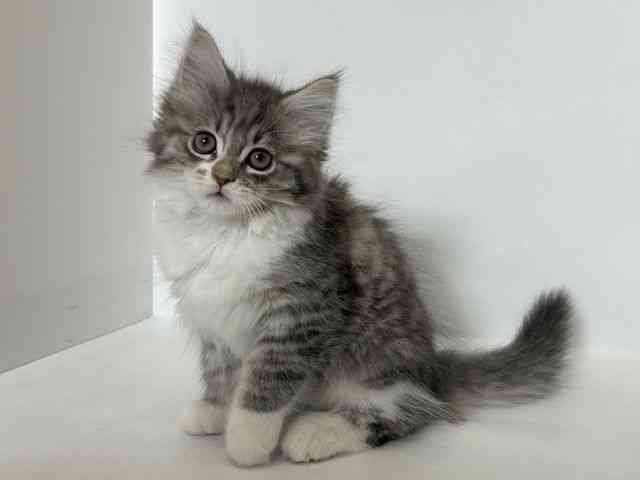 大阪府のラガマフィン (ひごペットフレンドリーアクロスプラザ住之江店/2025年9月21日生まれ/男の子/ブルータビーホワイト)の子猫の2枚目の画像