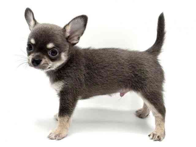 大阪府のチワワ(スムース) (ひごペットフレンドリーみのおキューズモール店/2025年9月20日生まれ/男の子/ブルータンホワイト)の子犬の2枚目の画像