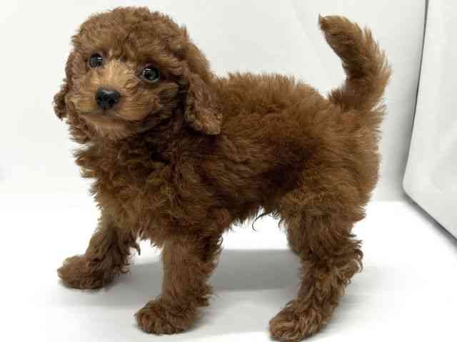 広島県のトイプードル(トイ) (ひごペットフレンドリーフジグラン神辺店/2025年9月21日生まれ/男の子/レッド)の子犬の2枚目の画像