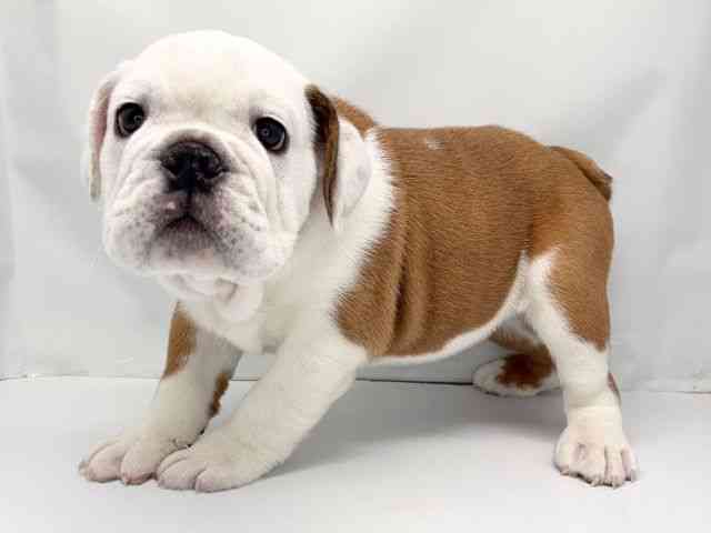 福岡県のブルドッグ (ひごペットフレンドリーリバーウォーク北九州店/2025年9月16日生まれ/男の子/レッドホワイト)の子犬の2枚目の画像