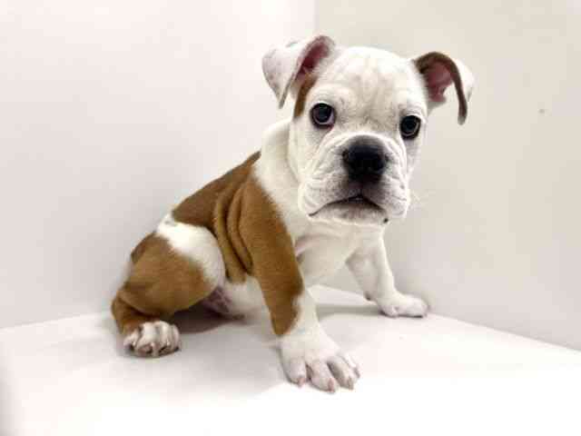 福岡県のブルドッグ (ひごペットフレンドリーリバーウォーク北九州店/2025年9月16日生まれ/男の子/レッドホワイト)の子犬の2枚目の画像