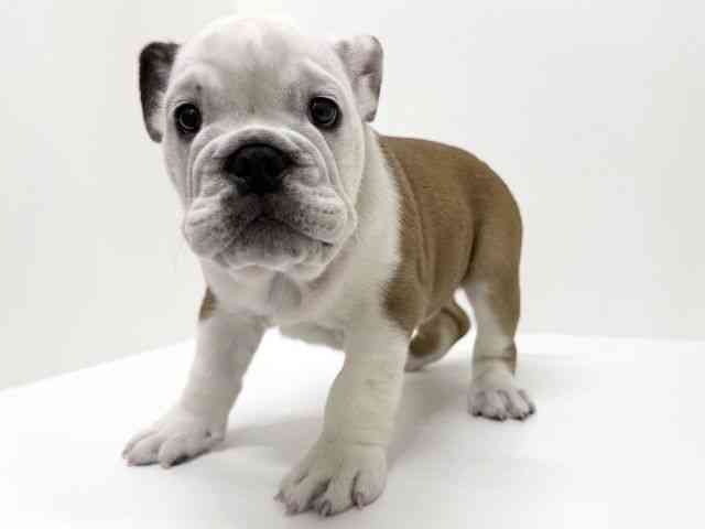 大阪府のブルドッグ (ひごペットフレンドリーくずはモール店/2025年9月16日生まれ/男の子/レッドホワイト)の子犬の2枚目の画像