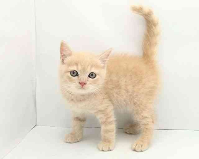 兵庫県のブリティッシュショートヘアー (ひごペットフレンドリークラウンパーク伊丹店/2025年9月19日生まれ/男の子/クリーム)の子猫の2枚目の画像
