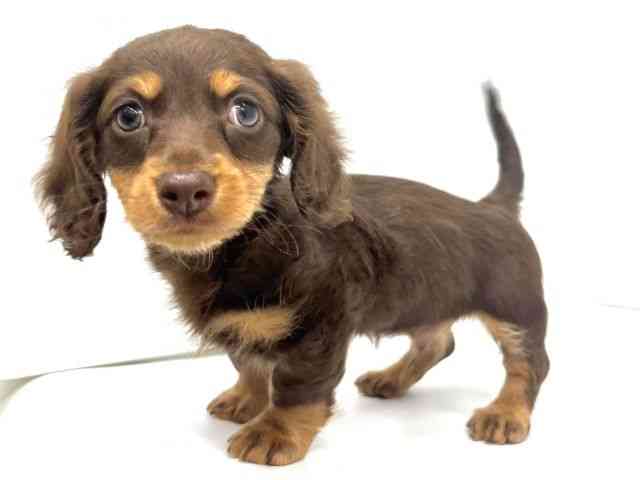 大阪府のミニチュアダックスフンド(ロング) (ひごペットフレンドリーイオンタウン茨木太田店/2025年9月20日生まれ/男の子/チョコレートタン)の子犬の2枚目の画像