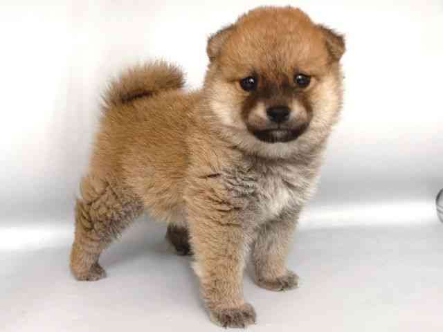 広島県の柴プー/豆プー/マメプー(柴犬×トイプードル) (ひごペットフレンドリーフジグラン神辺店/2025年9月16日生まれ/男の子/赤)の子犬の2枚目の画像