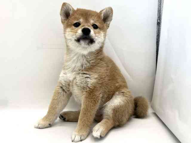 京都府の柴犬(標準サイズ) (ひごペットフレンドリー京都店/2025年9月20日生まれ/男の子/赤)の子犬の2枚目の画像