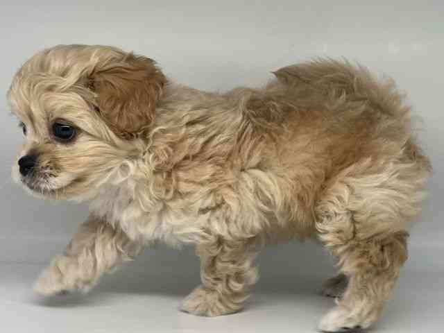 徳島県のペキプー(ペキニーズ×プードル) (ひごペットフレンドリーゆめタウン徳島店/2025年9月20日生まれ/男の子/クリーム)の子犬の2枚目の画像