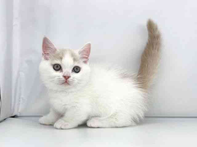 兵庫県のマンチカン (ひごペットフレンドリーイオンタウン加古川店/2025年9月18日生まれ/女の子/クリームタビーホワイト)の子猫の2枚目の画像