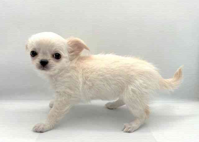 島根県のチワワ(ロング) (ひごペットフレンドリーイオン松江ショッピングセンター店/2025年9月20日生まれ/女の子/クリーム)の子犬の2枚目の画像