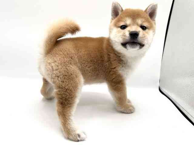 京都府の柴犬(標準サイズ) (ひごペットフレンドリーイオンモール高の原店/2025年9月21日生まれ/女の子/赤)の子犬の2枚目の画像