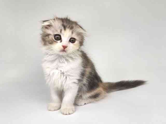 大阪府のスコティッシュフォールド (ひごペットフレンドリー泉ヶ丘店/2025年9月19日生まれ/女の子/ブルーパッチドタビ－＆ホワイト)の子猫の2枚目の画像