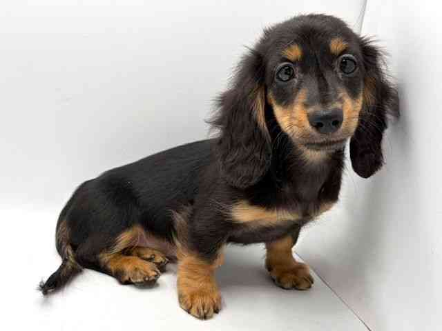 奈良県のミニチュアダックスフンド(ロング) (ひごペットフレンドリー田原本店/2025年9月17日生まれ/女の子/ブラックタン)の子犬の2枚目の画像